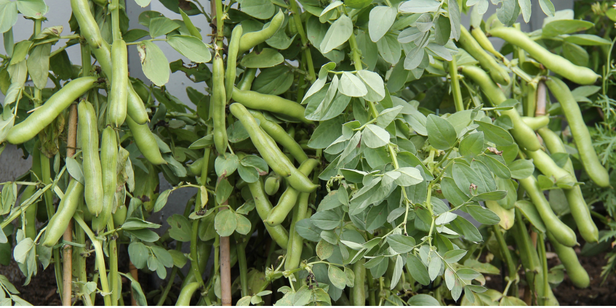Broad bean growing